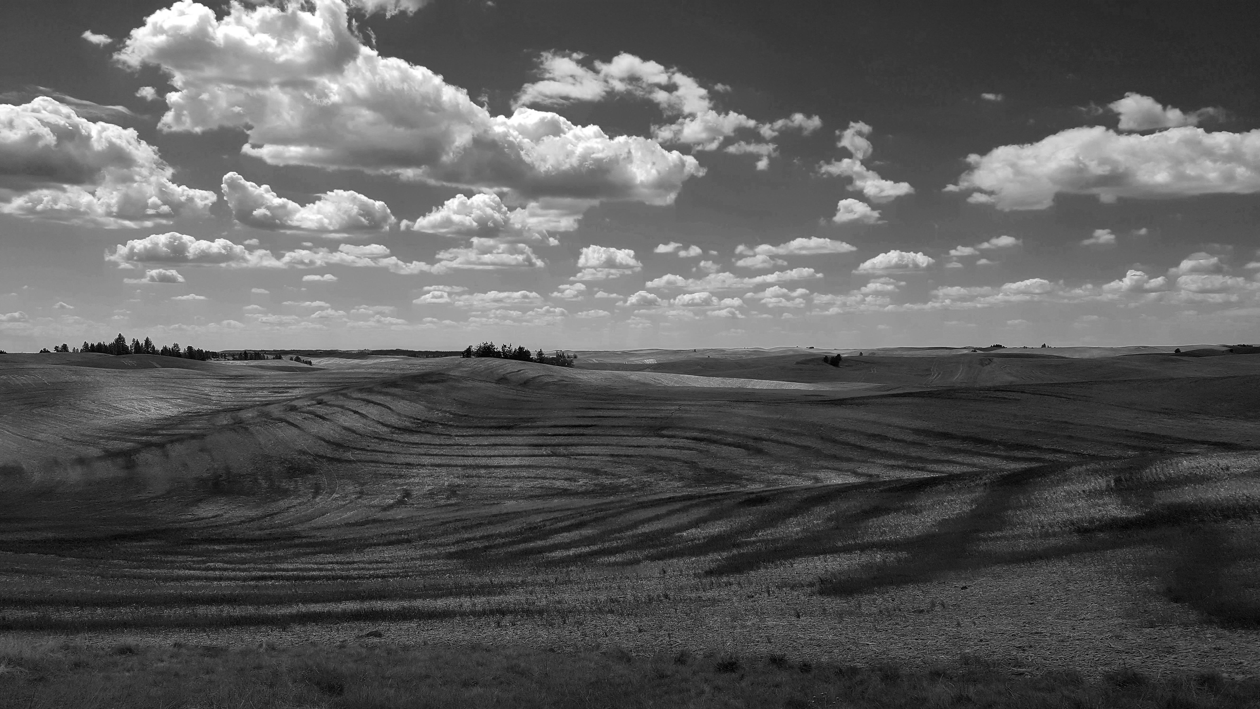 black and white photo of rolling wheat fields with puffy white clouds in the sky above